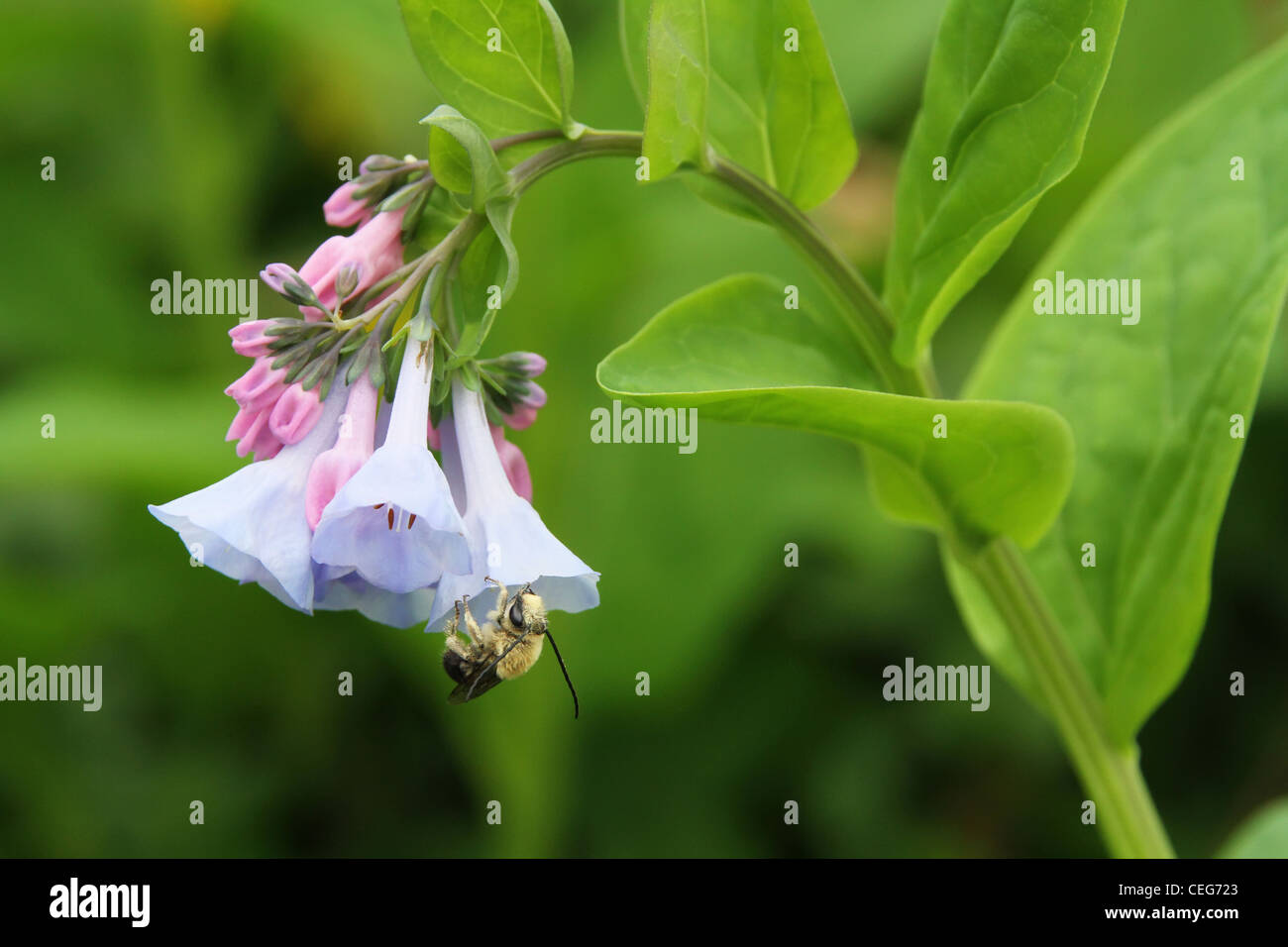 American honey bee hires stock photography and images Alamy
