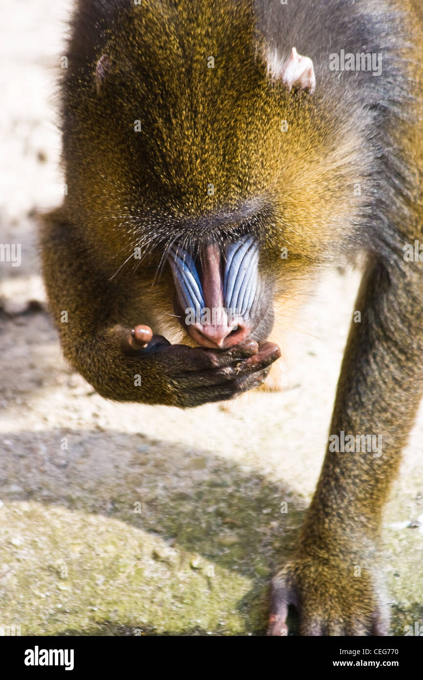 Primate Mandrill or Mandrillus sphinx drinking water out of its hand Stock Photo