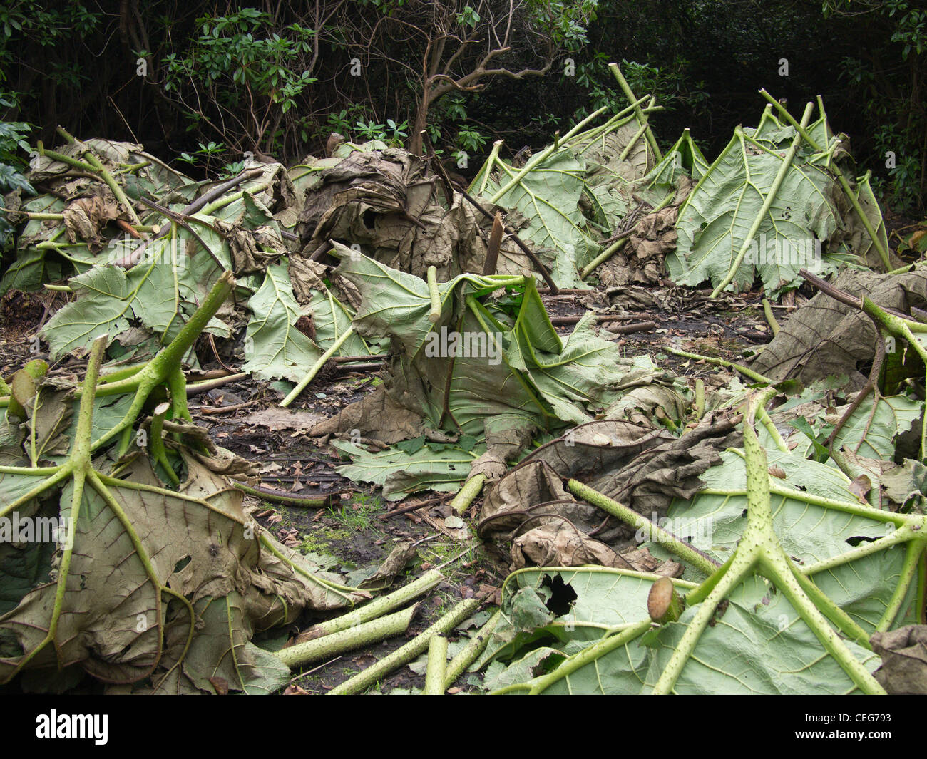 Rotting Vegetation Stock Photos & Rotting Vegetation Stock Images Alamy