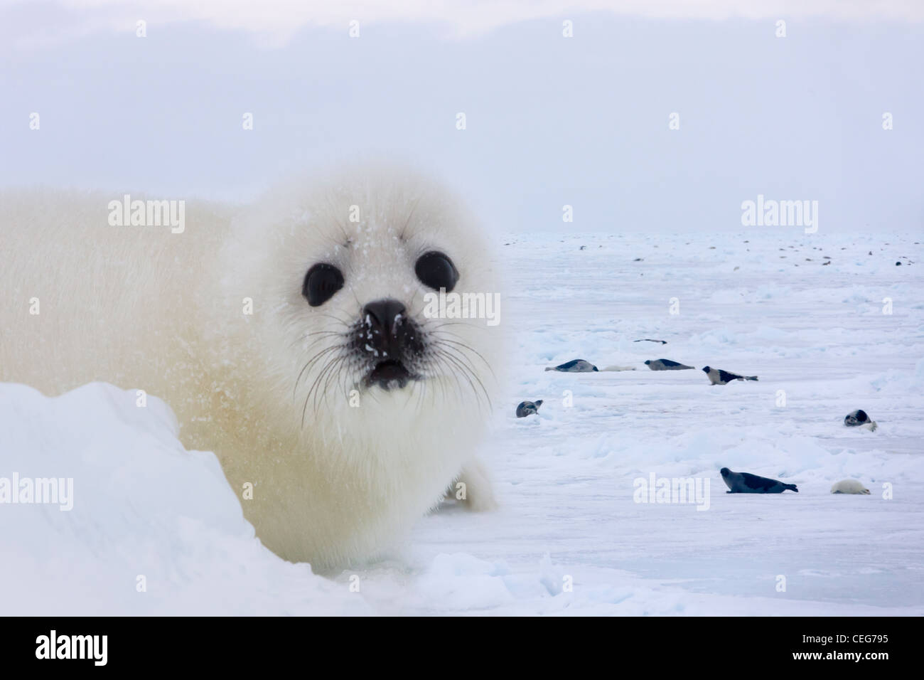 Harp Seal pup on ice, Iles de la Madeleine, Canada Stock Photo
