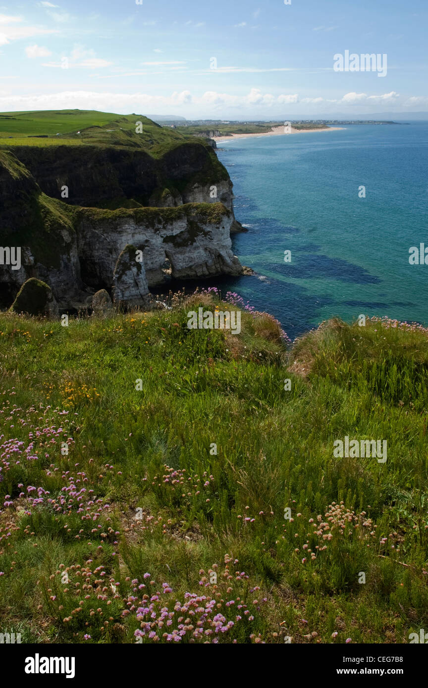 View of summer flowers and cliffs along Causeway Coast, Antrim in Northern Ireland. Stock Photo