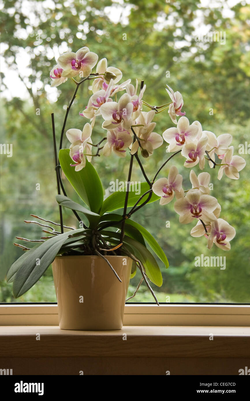 Plant pot with Moth Orchid or Phalaenopsis in window with glass