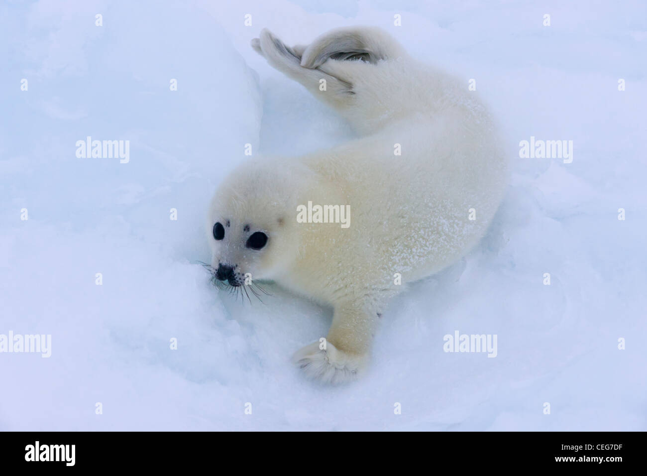 Harp Seal pup on ice, Iles de la Madeleine, Canada Stock Photo