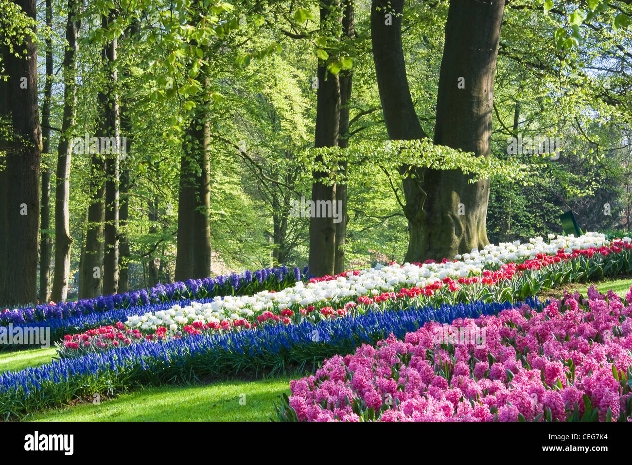 Pink, white and blue flowers under trees in the park in spring Stock
