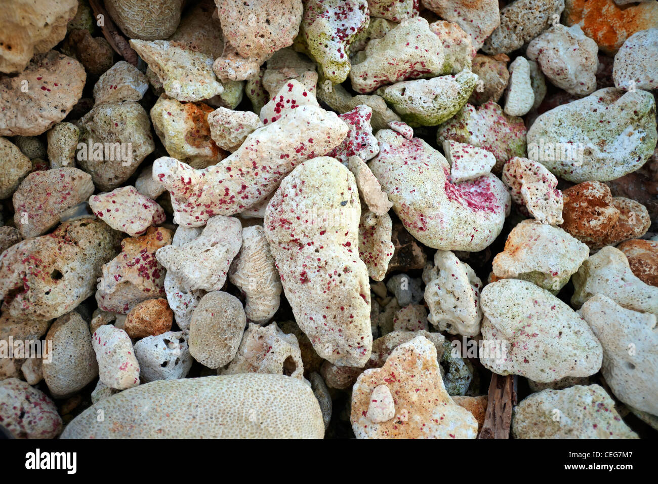 Still life shot of colorful coral on a beach Stock Photo