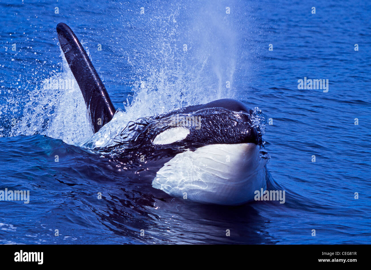 Surfing Orca Whale, Killer Whale Stock Photo - Alamy