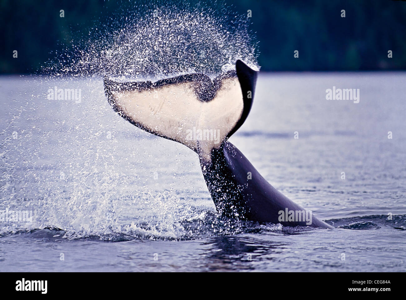 Killer whale splashing with its tail fluke Stock Photo