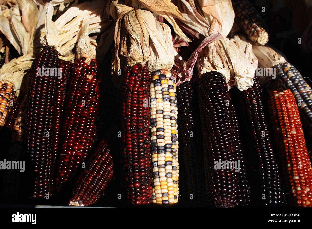 Corn Bunch Stock Photos & Corn Bunch Stock Images Alamy