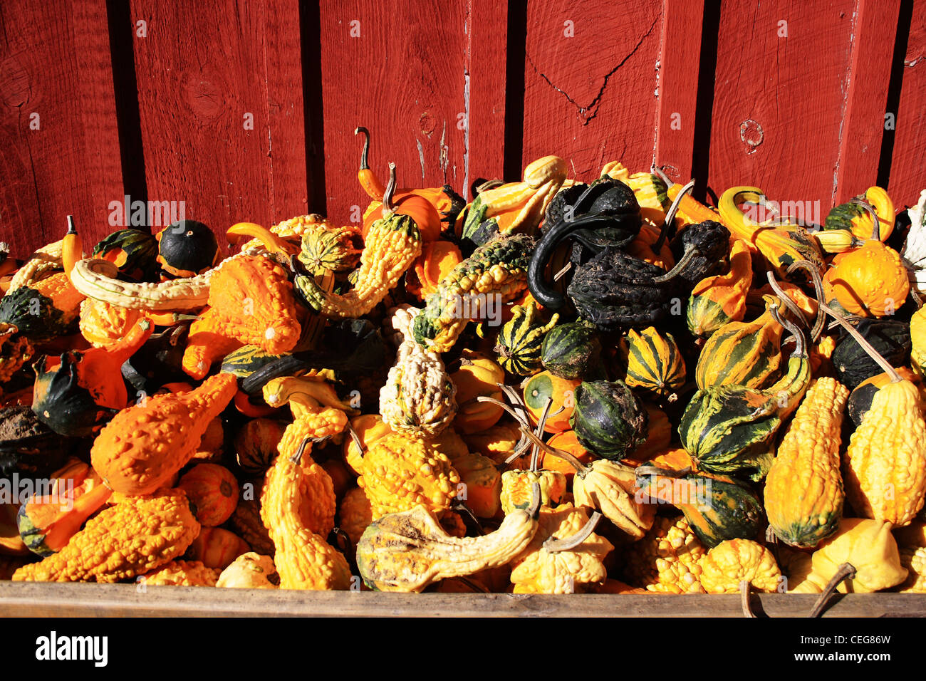 Squash Medley Stock Photo