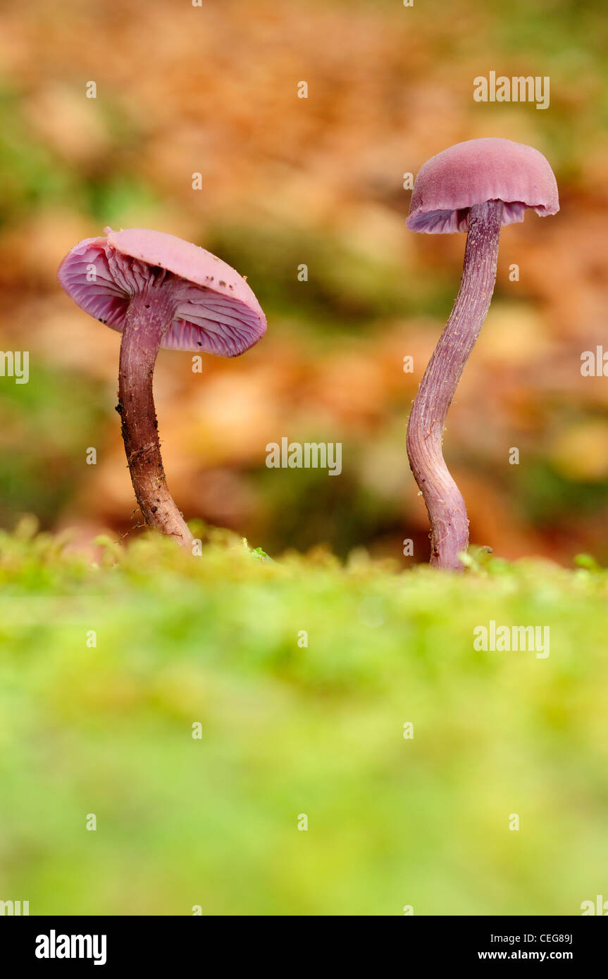 Amethyst Deceiver (Laccaria amethystina) in deciduous forest Stock Photo