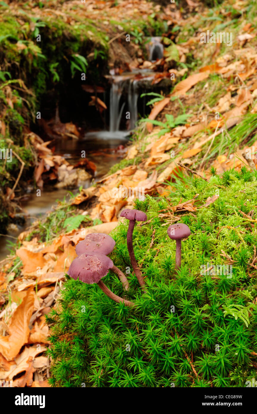 Amethyst Deceiver (Laccaria amethystina) in deciduous forest Stock Photo