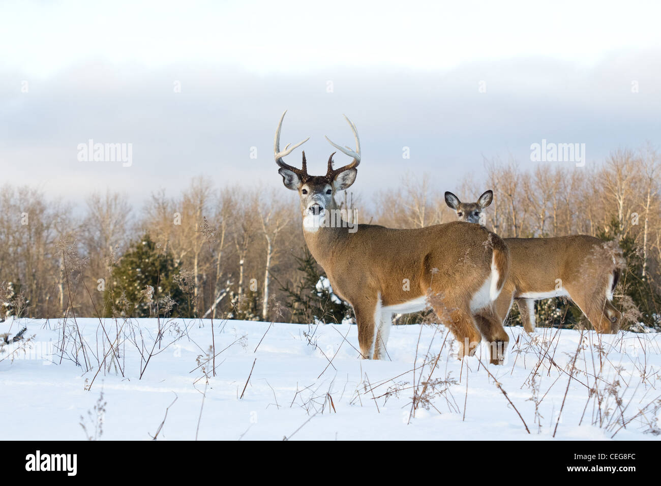 White-tailed deer in winter Stock Photo