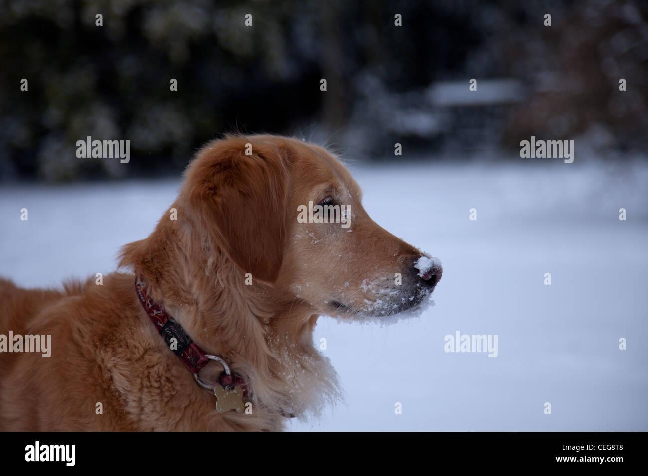 Golden Retriever playing in a snowy forest Stock Photo - Alamy