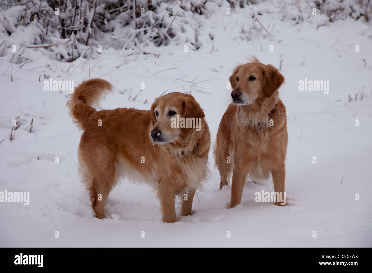 Golden Retriever playing in a snowy forest Stock Photo - Alamy