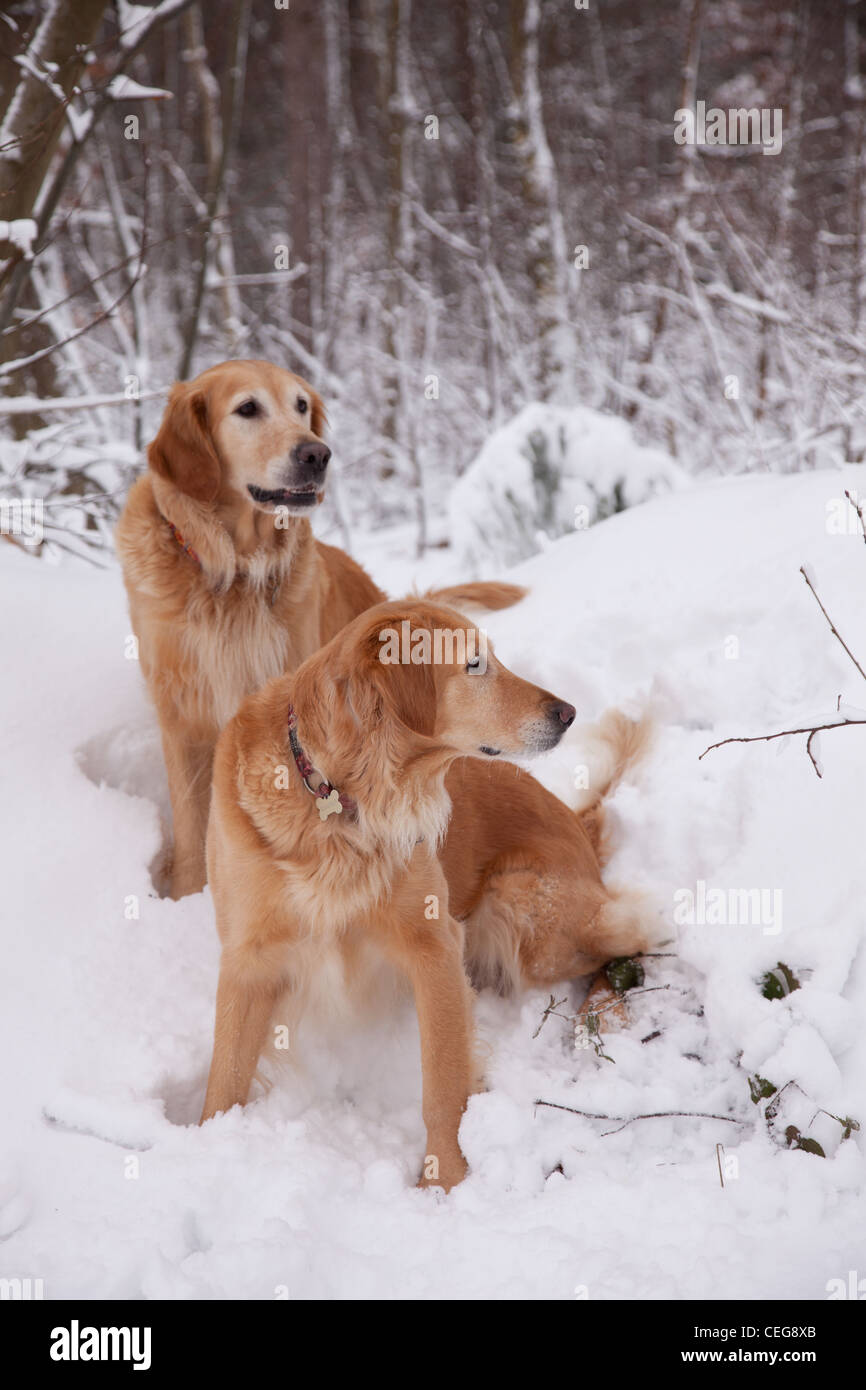 Golden Retriever playing in a snowy forest Stock Photo - Alamy