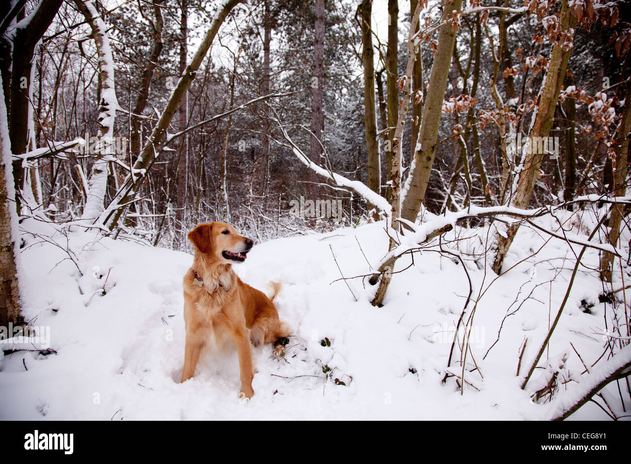 Golden Retriever playing in a snowy forest Stock Photo - Alamy