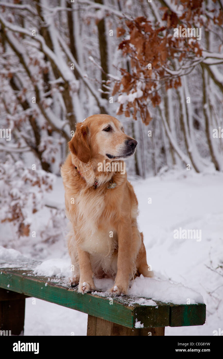Golden Retriever playing in a snowy forest Stock Photo - Alamy