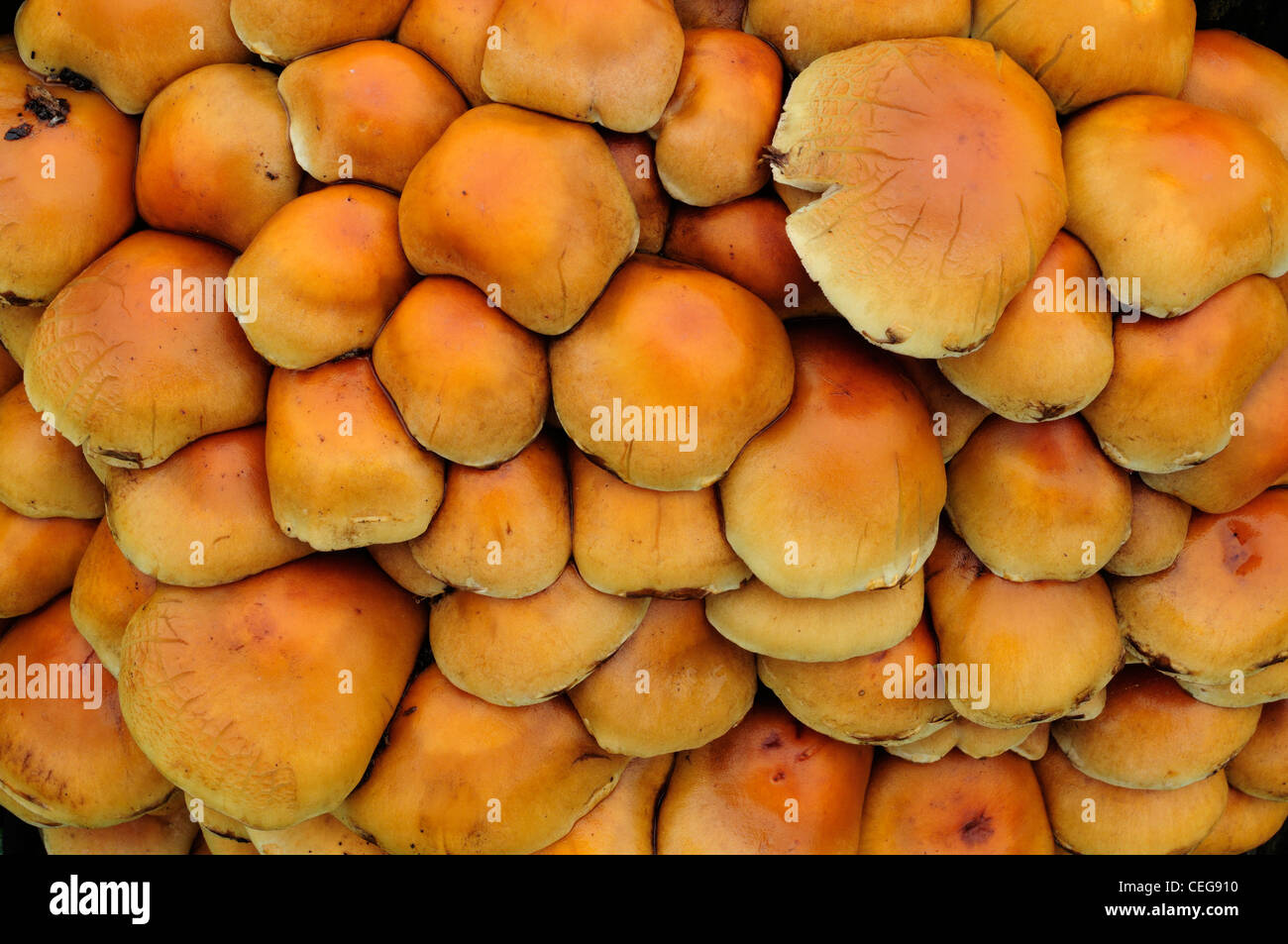 Laughing Gym fungi (Gymnopilus spectabilis) Stock Photo
