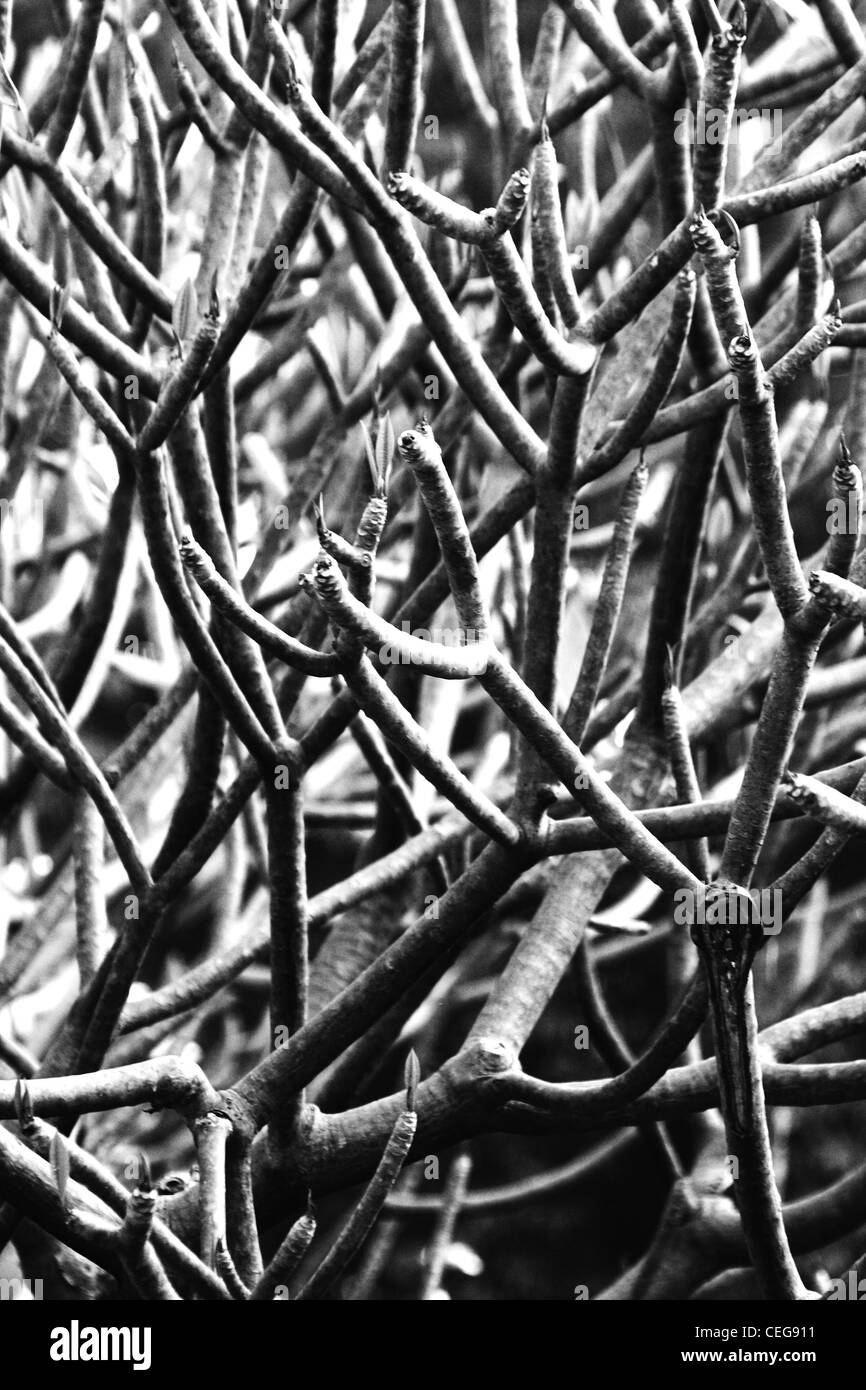 Branches Stock Photo