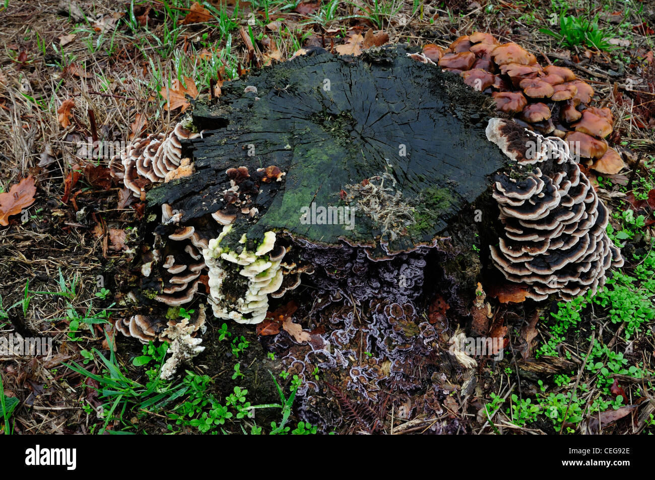 Wood fungi Trametes versicolor and Gymnopilus spectabilis on a tree stump Stock Photo