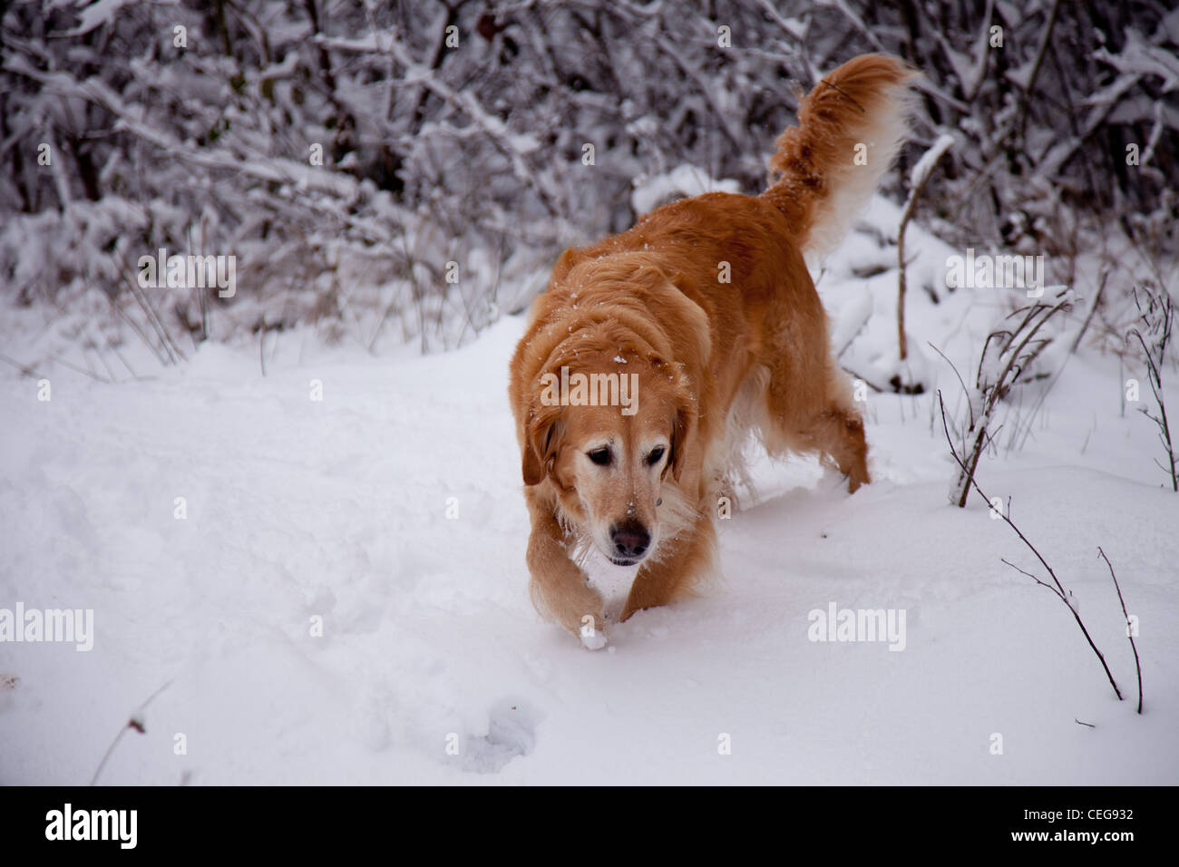 Golden Retriever playing in a snowy forest Stock Photo - Alamy