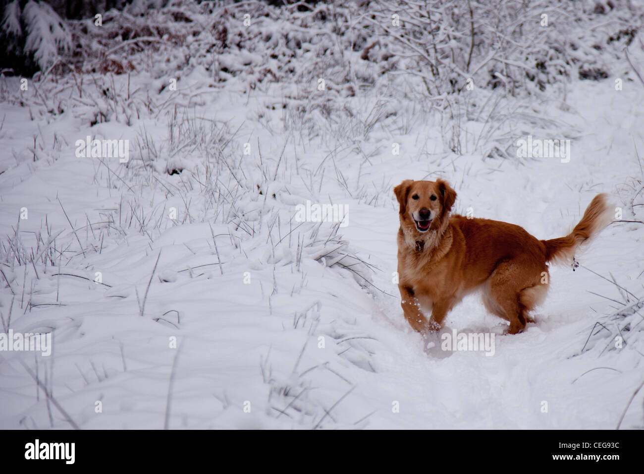 Golden Retriever playing in a snowy forest Stock Photo - Alamy