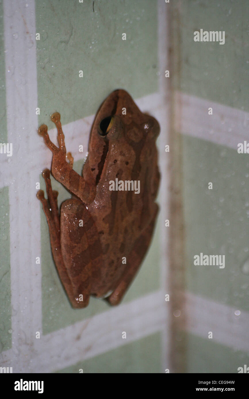 Himalayan tree frog Stock Photo