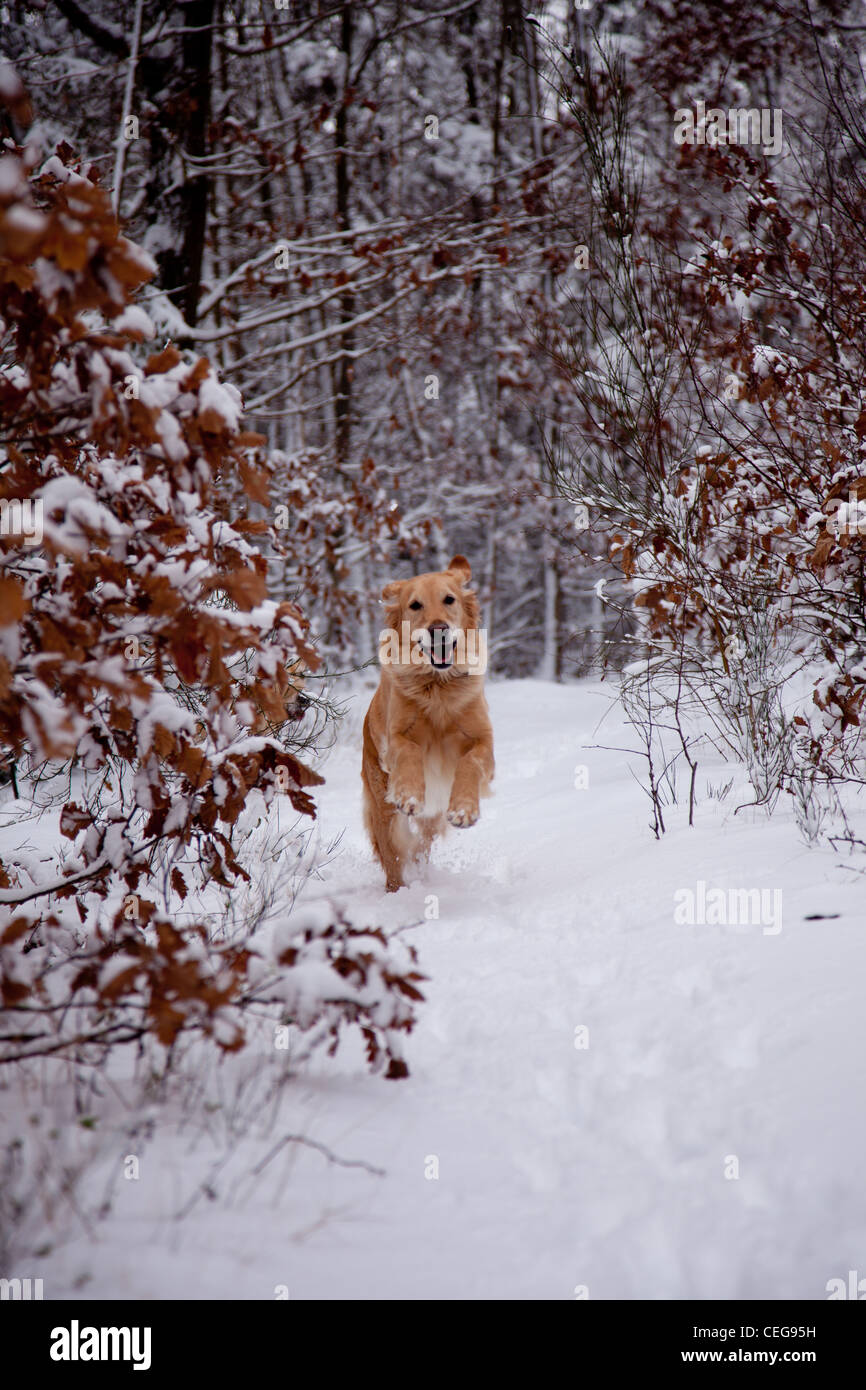 Golden Retriever playing in a snowy forest Stock Photo - Alamy