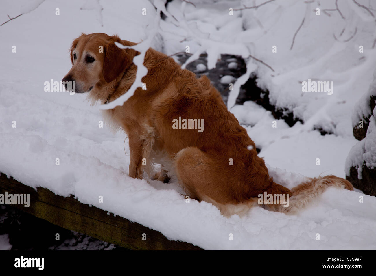 Golden Retriever playing in a snowy forest Stock Photo - Alamy