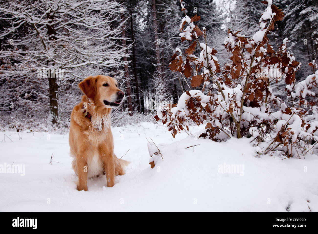 Golden Retriever playing in a snowy forest Stock Photo - Alamy