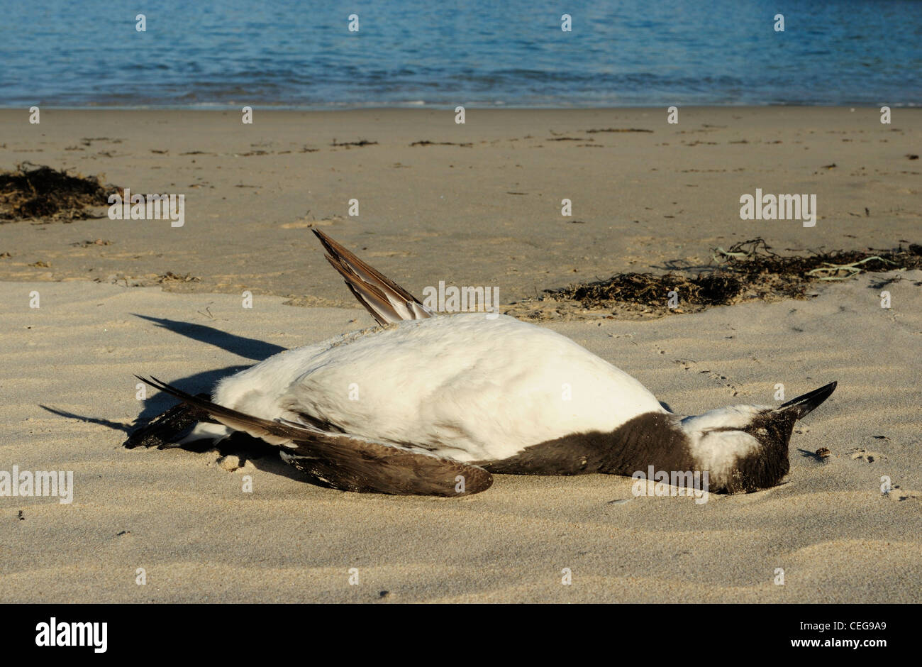 Dead Common Murre or Common Guillemot (Uria aalge) Stock Photo