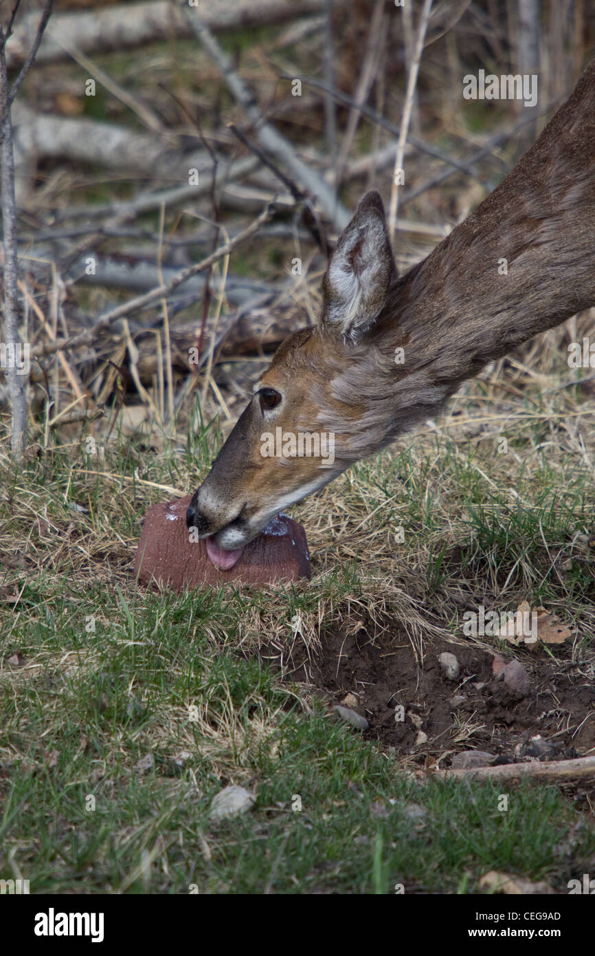 Whitetailed deer licking mineral block Stock Photo Alamy