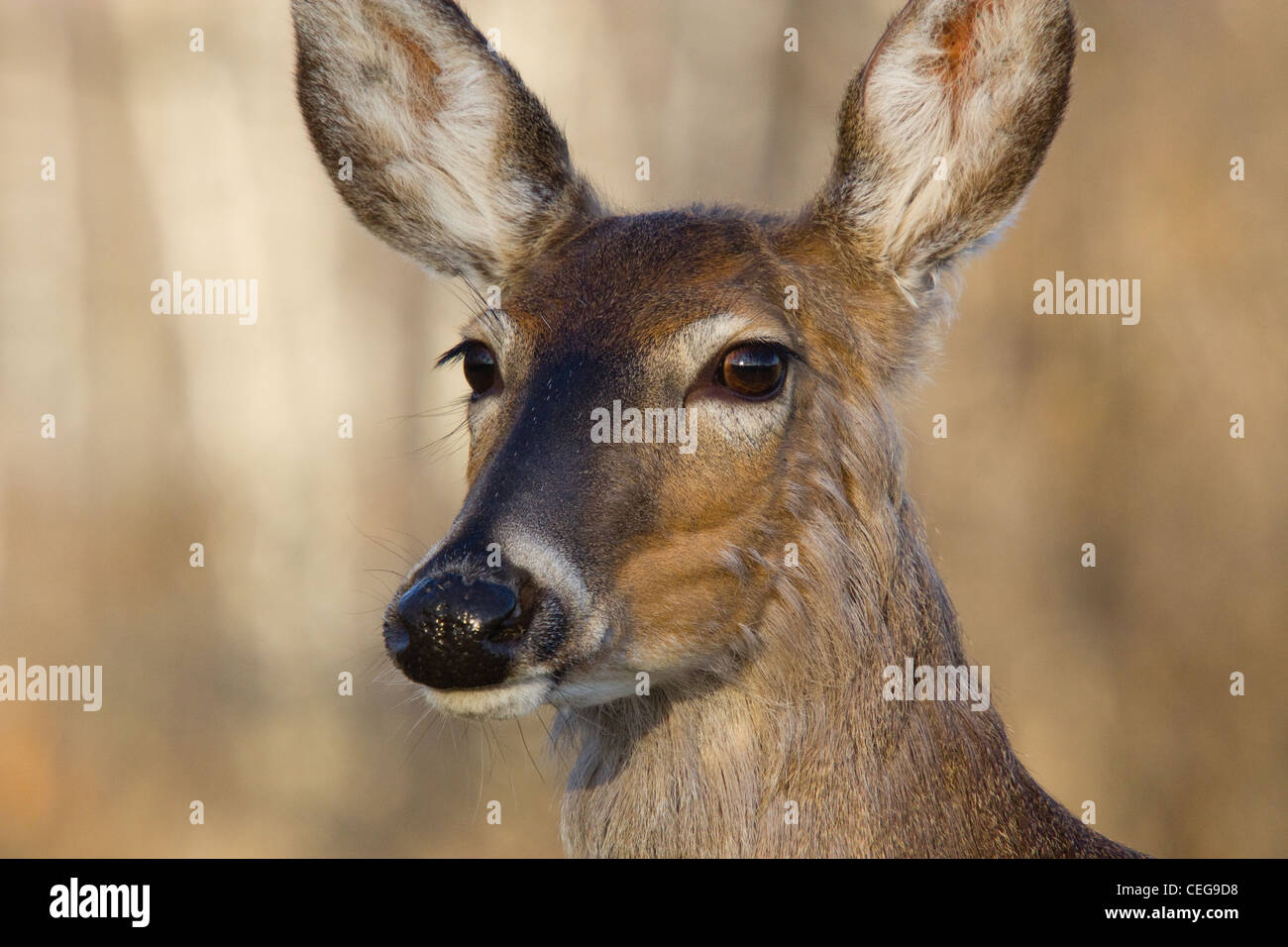 Female to male transition hi-res stock photography and images - Alamy