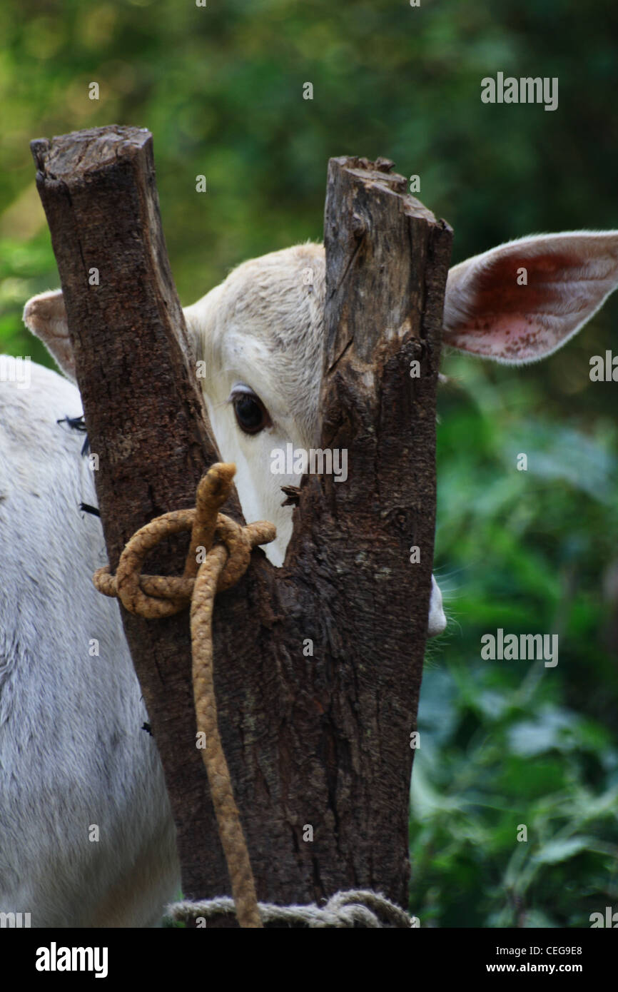 Peeping Calf Stock Photo