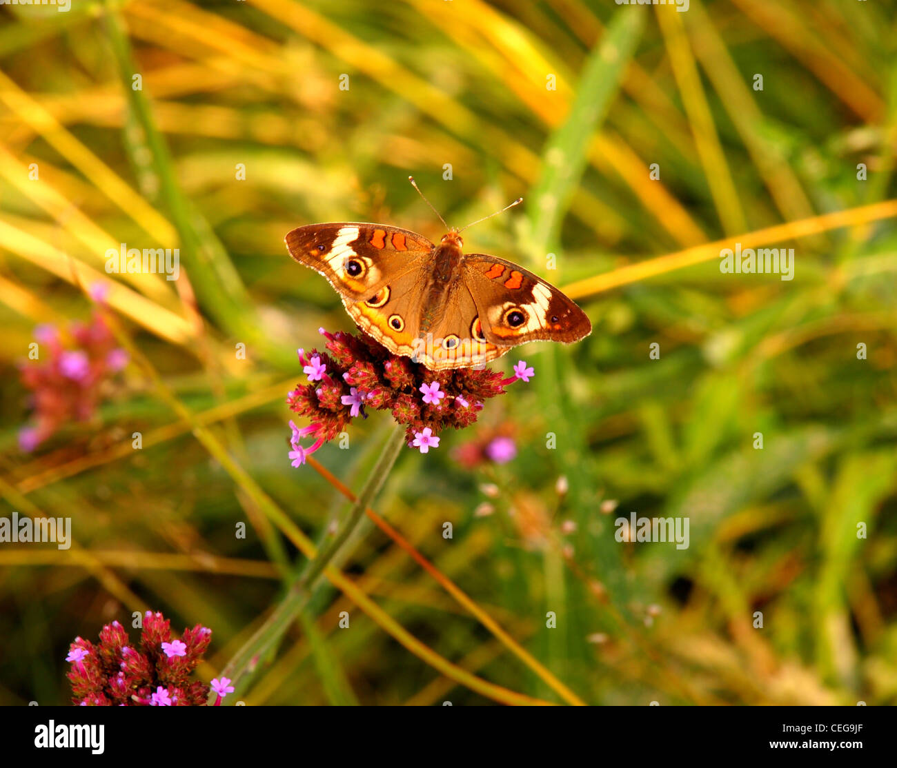 Buckeye butterfly resting on purple flowers in Brookside Gardens, Wheaton, MD Stock Photo Alamy