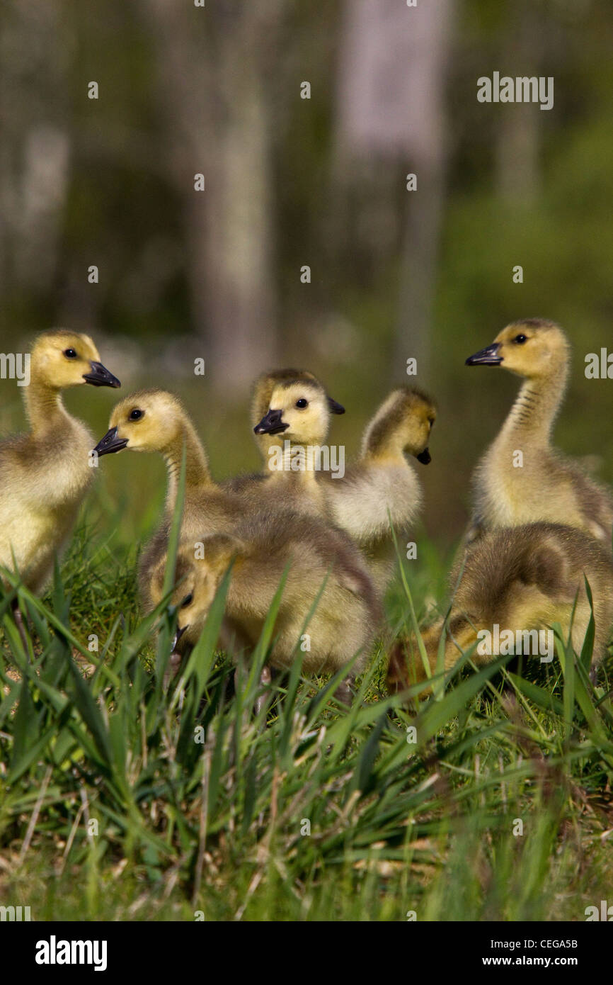 Canada geese - goslings Stock Photo