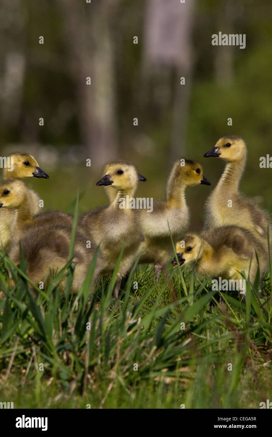 Canada geese - goslings Stock Photo