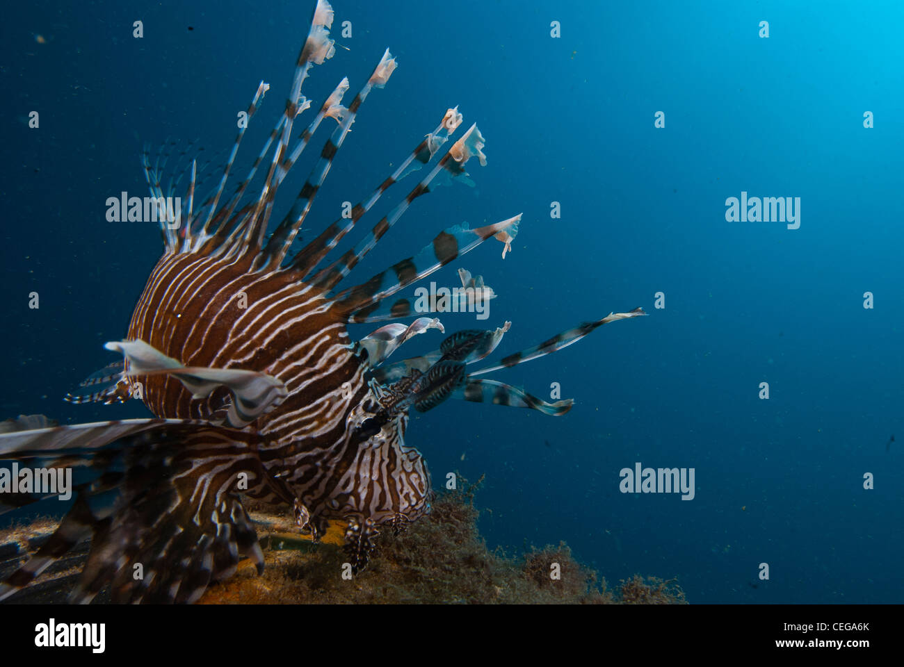 Dangerous sea creatures hi-res stock photography and images - Alamy