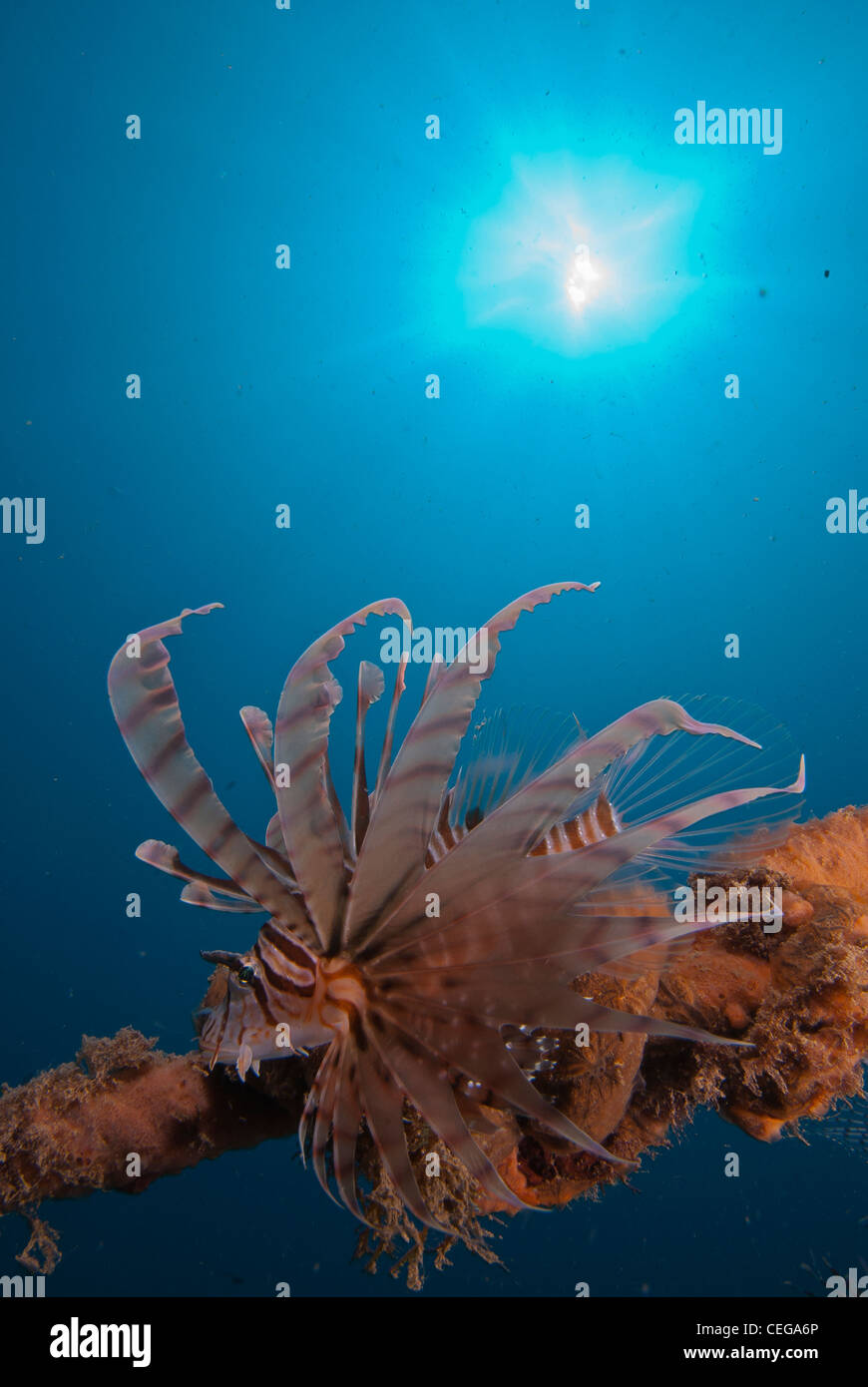 A close focus wide angle image of a lionfish (Pterois Volitans) with clear blue water in the background and sunburst on the top. Stock Photo