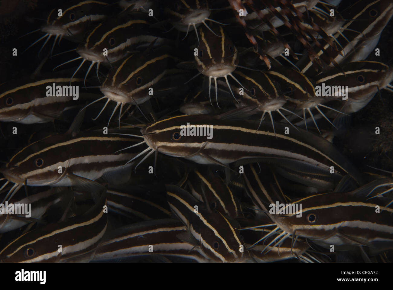 A group of catfish stay in a group under a coral head in Bunaken Indonesia Stock Photo