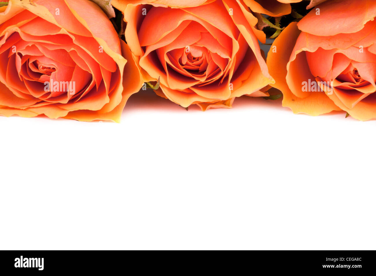 Three salmon colored Roses on white background Stock Photo - Alamy