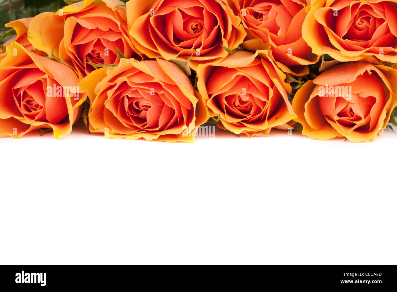 Beautiful background of salmon colored roses on white Stock Photo - Alamy