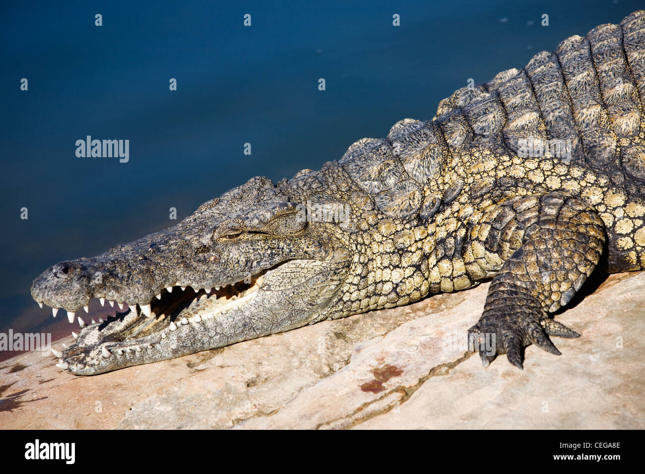 Close-up of Nile crocodile with mouth open, side view Stock Photo