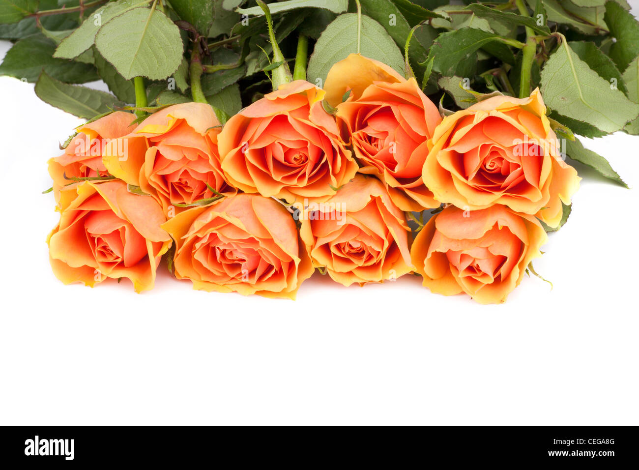 Roses Background of salmon colored roses on white Stock Photo - Alamy