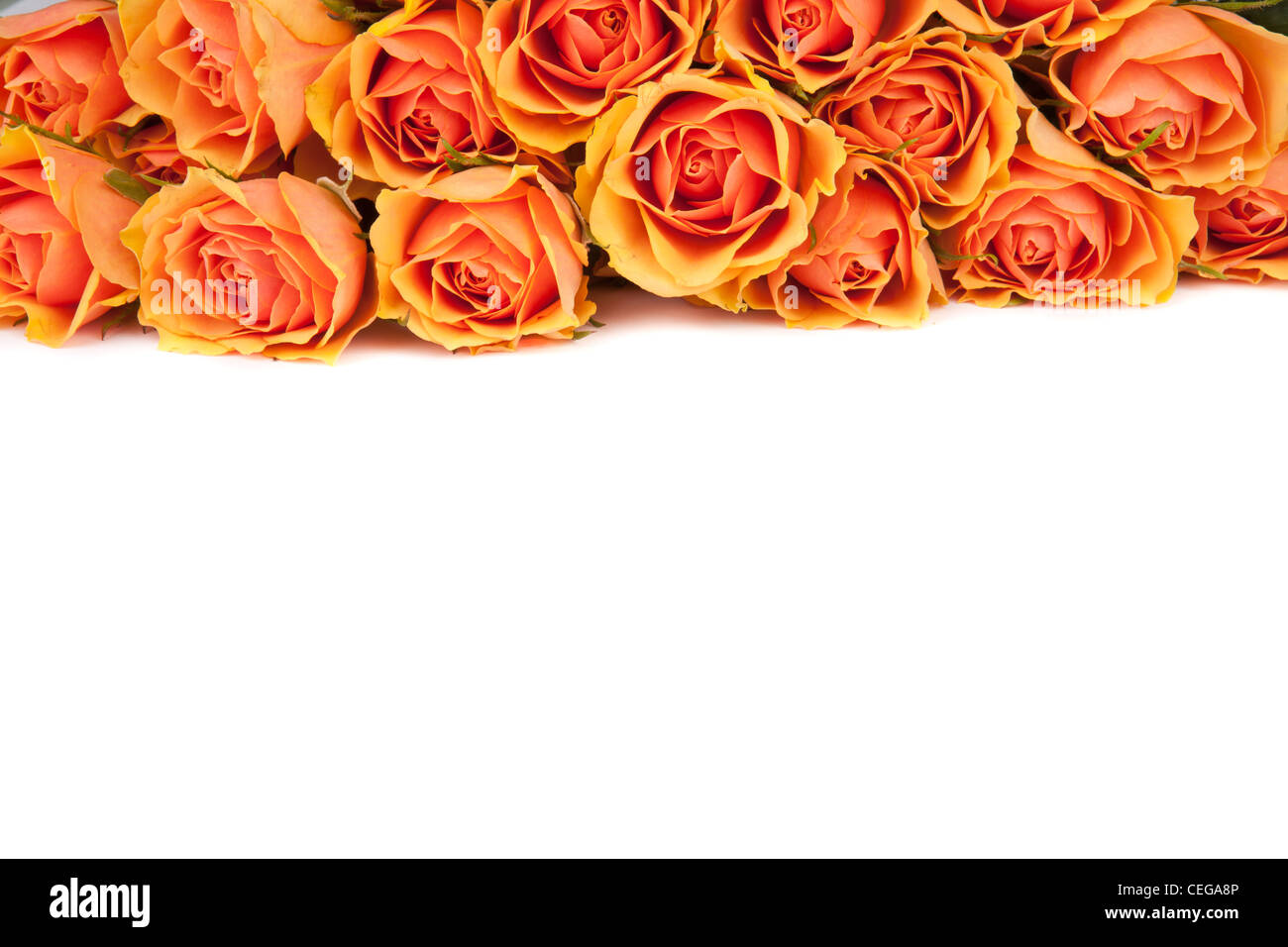 Beautiful background of salmon colored roses on white Stock Photo - Alamy