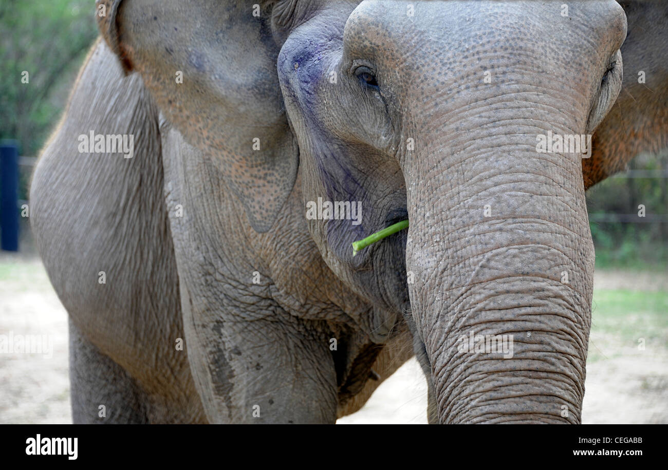 Old elephant caught from wild as baby.  Endured life of hard labor. Rescued in old age by WFFT. Stock Photo