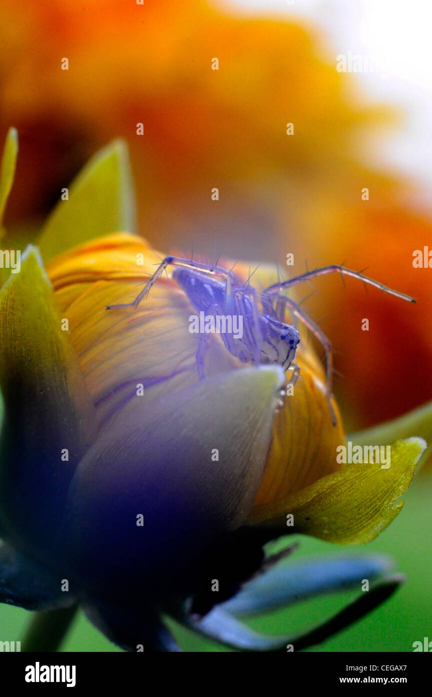 Insect flower hi-res stock photography and images - Alamy