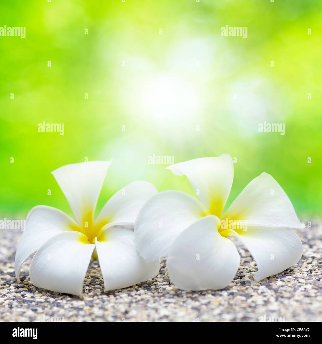 Two white flowers. Square composition. Shallow DOF. Stock Photo