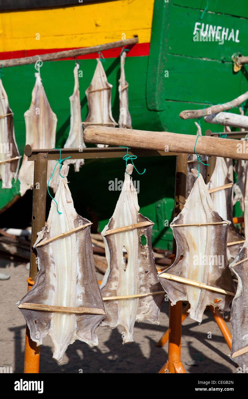 Airdried Bacalhau cod, outside, fishing, food, dry, sea, traditional. Salted Fish Drying in the