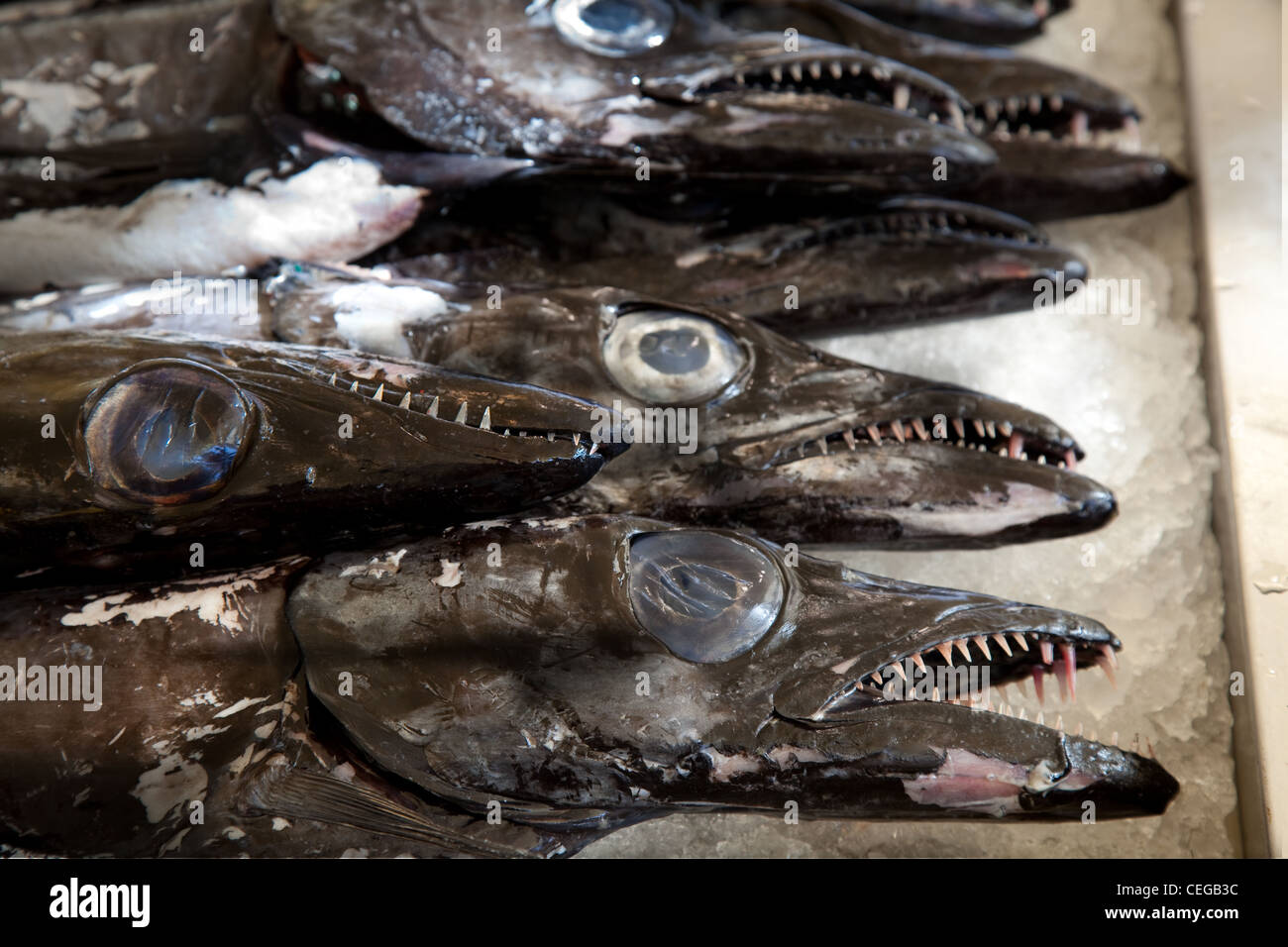 Black Espada or Black Scabbard fish on crushed ice at the Funchal fish market in Madeira. Portugal Stock Photo